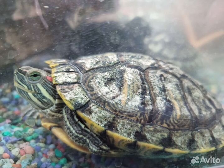 Террариум для красноухой черепахи