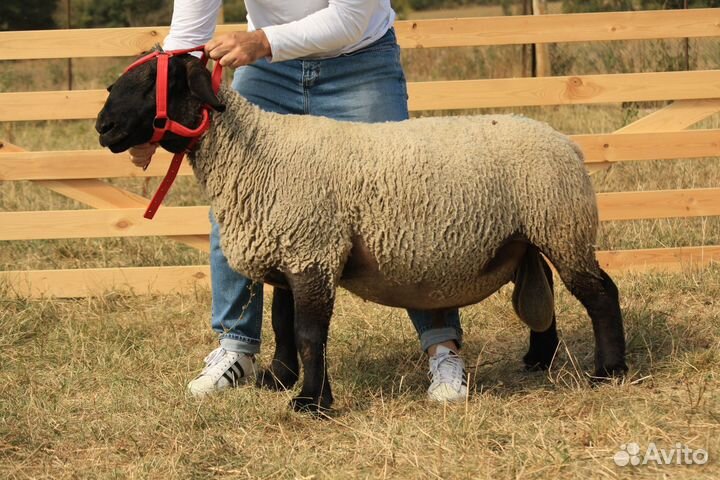 Суффолк баран производитель