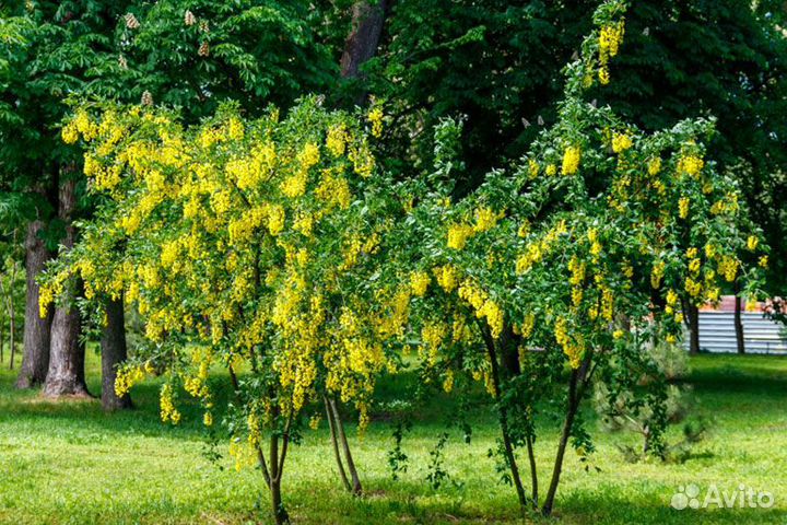 Саженцы декоративных кустарников