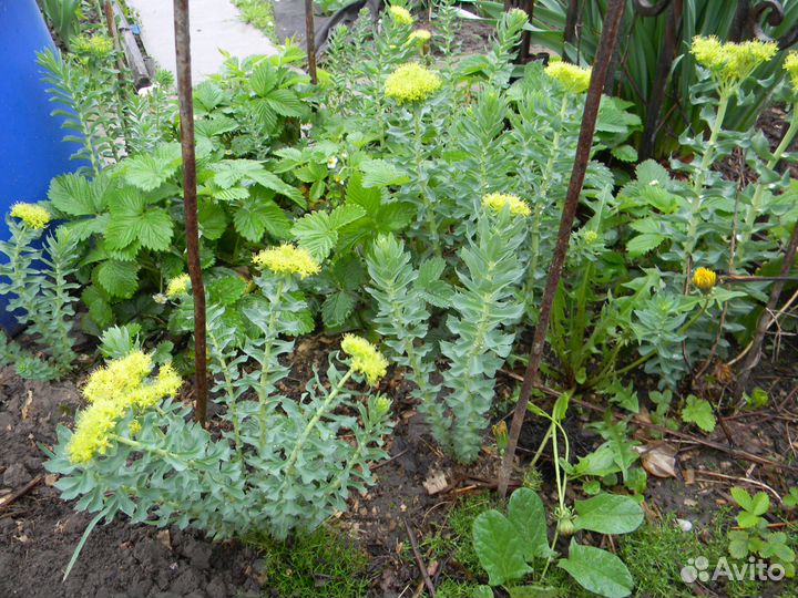 Золотого корня рассаду