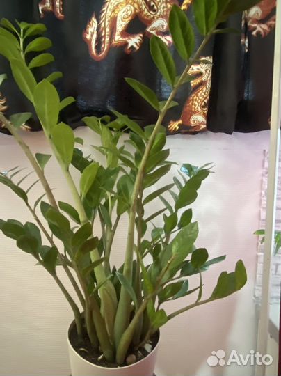 Цветы комнатные и для террассы