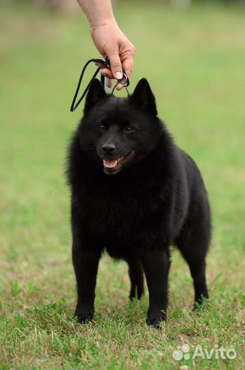 Шипперке. Вязка