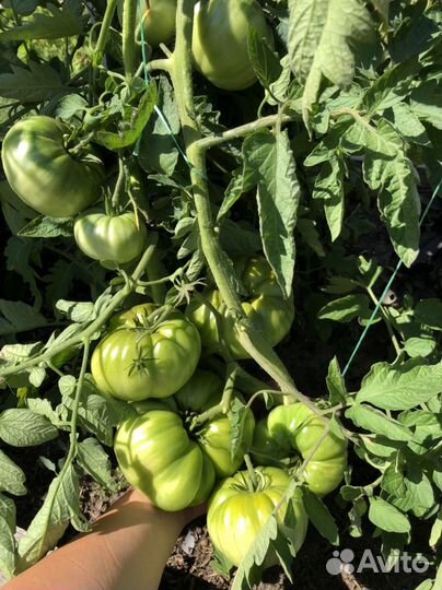 Семена томатов
