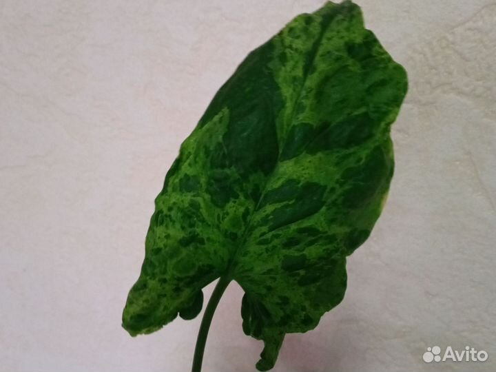 Сингониум моттлед, пеперомия россо