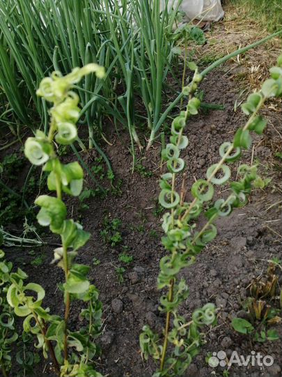 Ива Криспа-кудрявая красавица