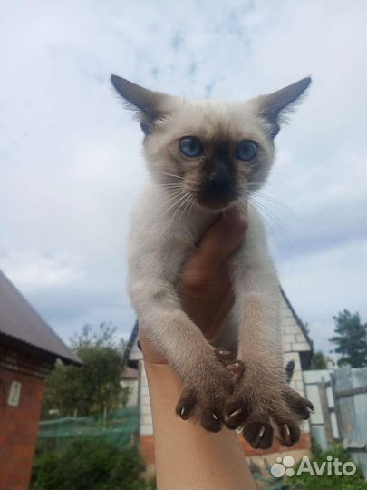 Тайский котенок