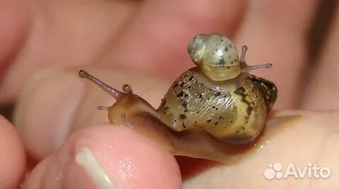 Улитки ахатины