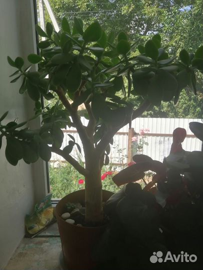 Продам цветы комнатные