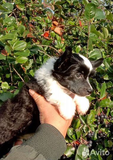 Китайская хохлатая пуховая