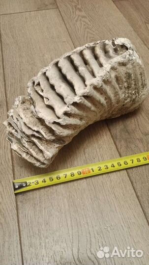 Зуб мамонта