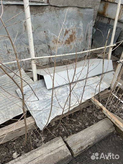 Саженцы березы