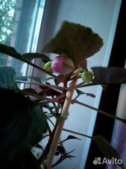 Комнатные цветы