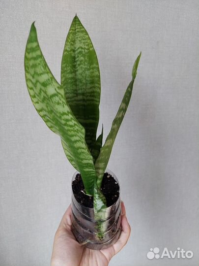 Сансевиерия