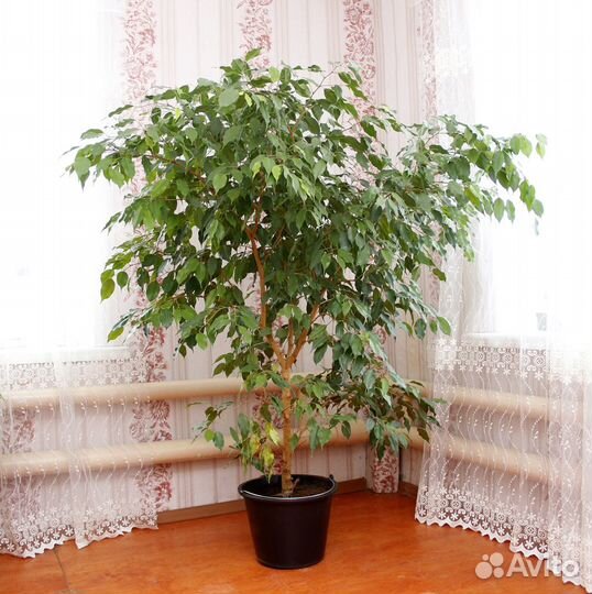 Фикус живой