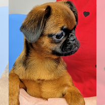 Пти-брабансон, щенок