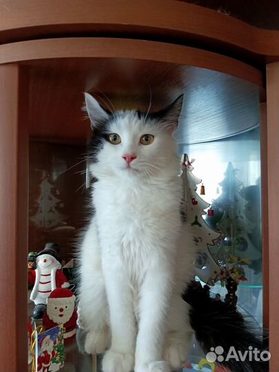 Кошечка в добрые ручки