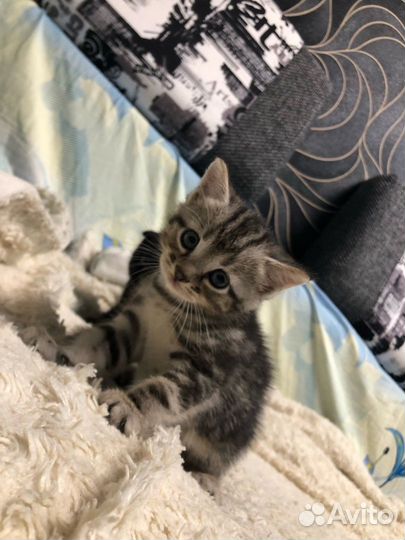 Котята Шотландской породы