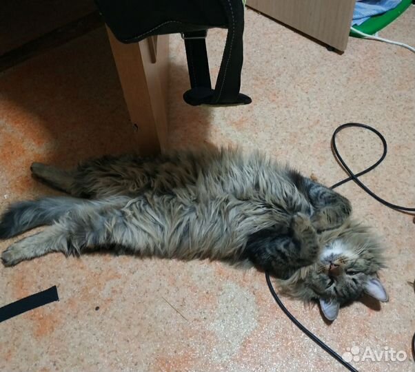 Пушистая кошка ищет кота для вязки