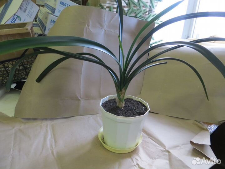 Комнатные цветы кливия излишки