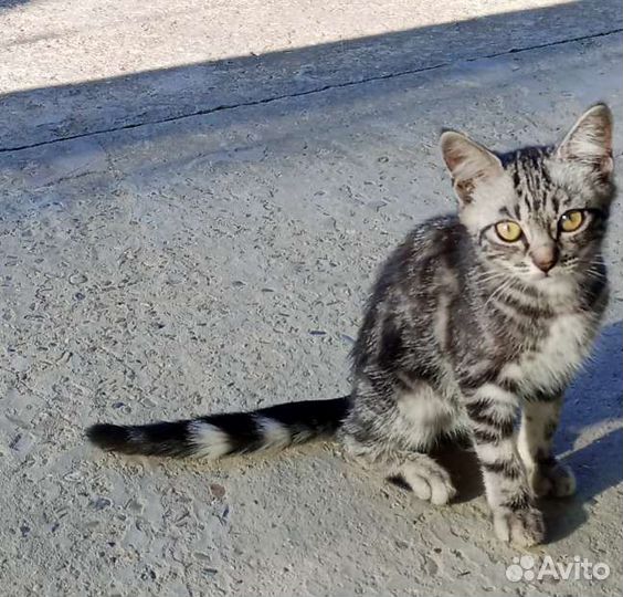 Котята