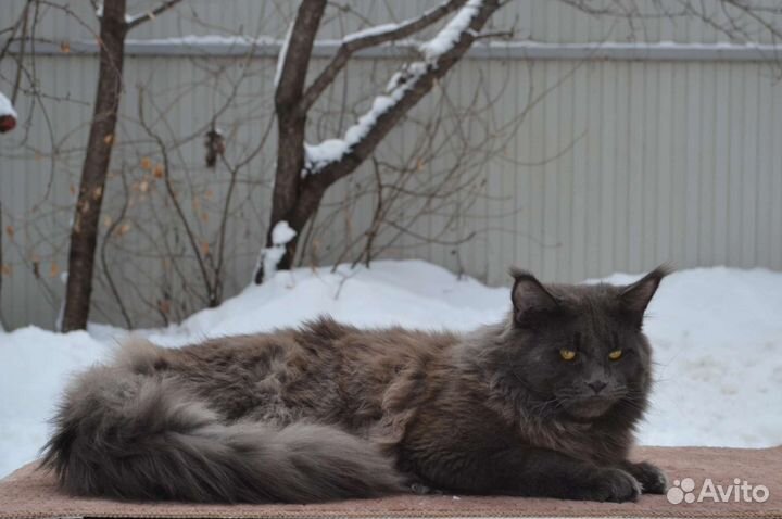 Кот на вязку мейн-кун