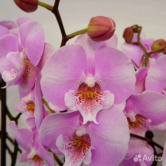 Орхидея биг лип
