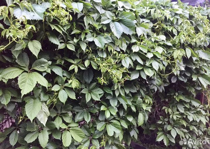 Девичий виноград