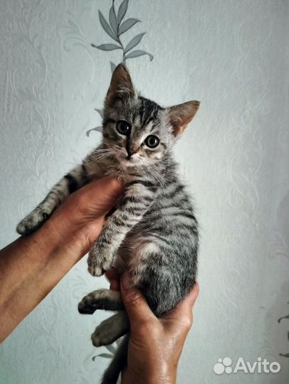 Кошка в добрые руки
