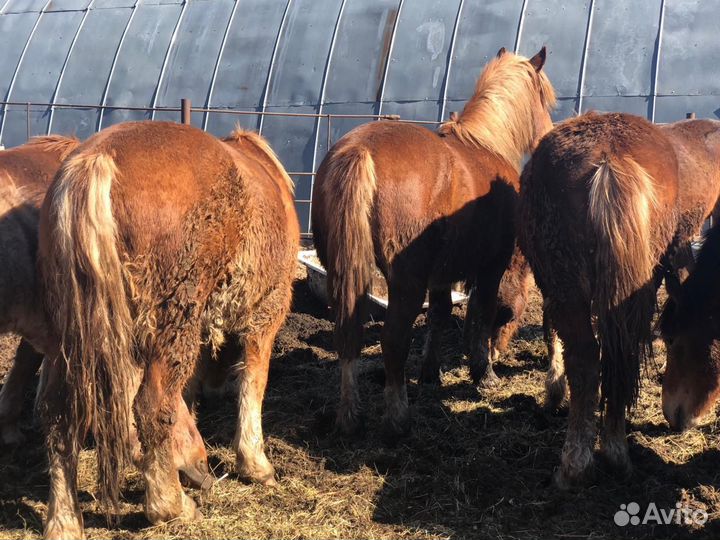 Продам жеребцов Советских тяжеловозов