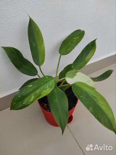 Филодендрон Хосе Буэно (Имбе Вайт Марбл)