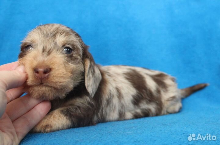 Такса кроличья жесткошерстная. РКФ. Мальчики