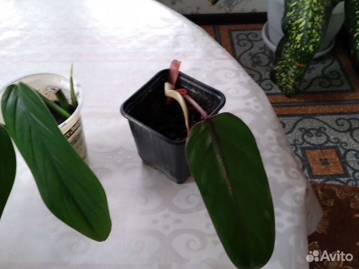 Рэо,Филодендрон,Бальзамин,Эпипремнум,Зебрина