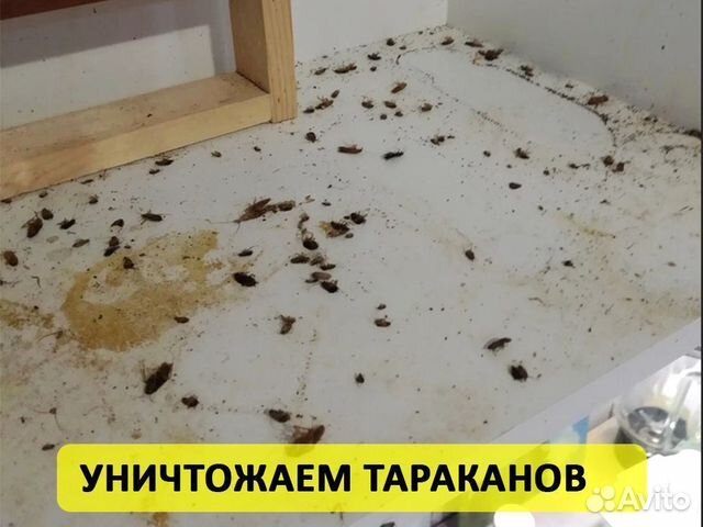 Уничтожение тараканов клопов дезинфекция с 1 раза