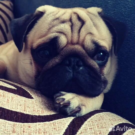 Вязка Мопс кобель