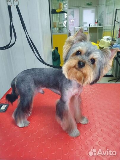 Стрижка собак, груминг, кошки