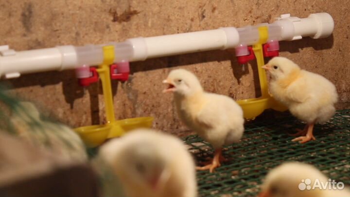 Ниппельные поилки, кормушки