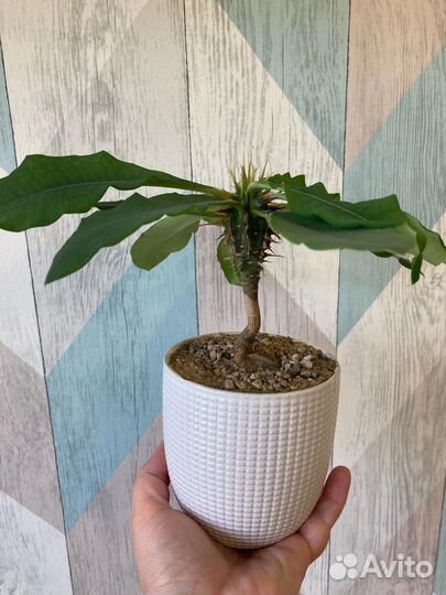 Редкие коллекционные эуфорбии(молочаи)