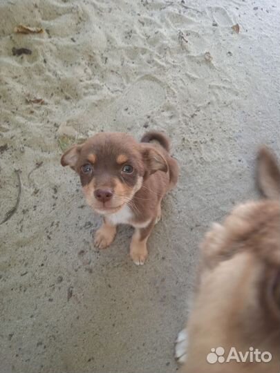 Щенок двортерьер