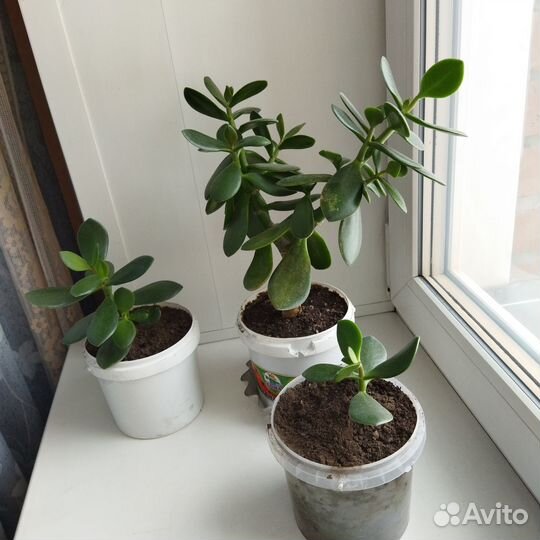 Денежное дерево