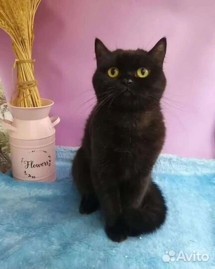 Чёрная Багира скоттиш страйт