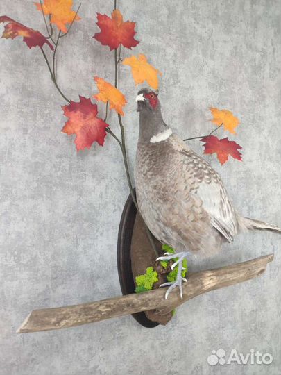 Чучело фазана