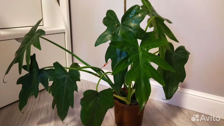 Сансиеверия, алоэ древовидное, толстянка