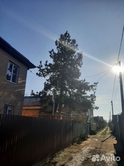 Новогодняя Сосна 15 м