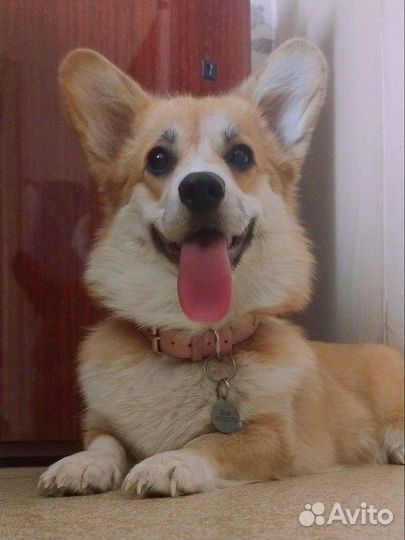 Квартирная передержка/зооняня для животных