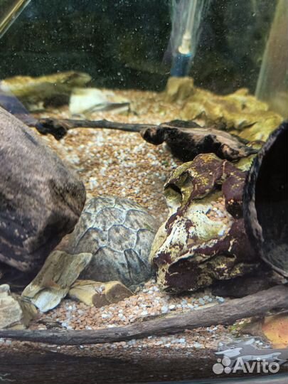 Аквариум с черепахами