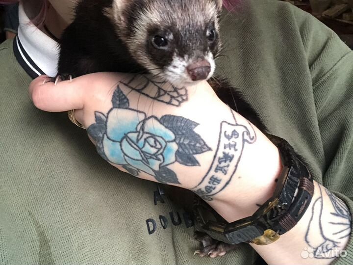 Хорек девочка беременная