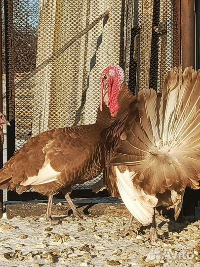 Индюшки породные