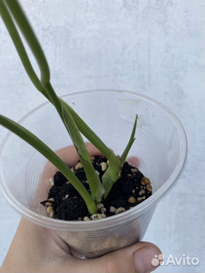 Монстера адансона (манки маск)