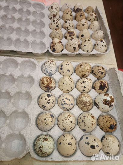 Яйцо перепелиные инкубационное