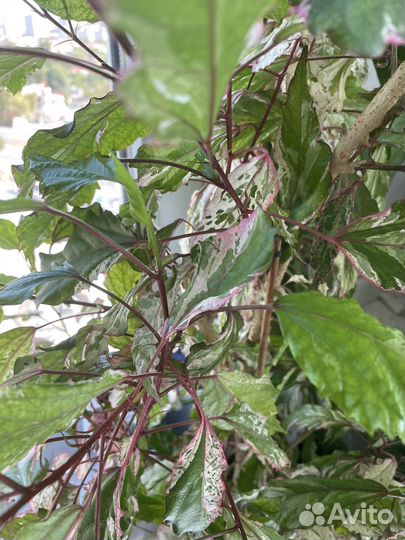 Китайская роза Гибискус